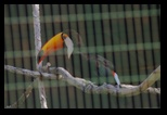 Pafos Zoo -30-05-2017 - Bogdan Balaban